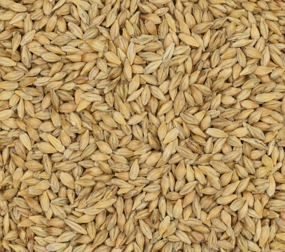 Barley feeds